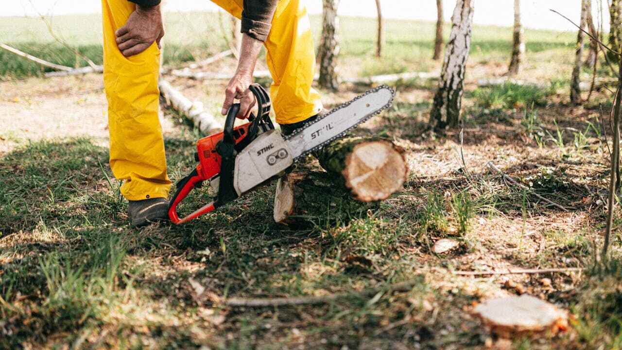 Emergency Storm Tree Removal in St Peter, WI